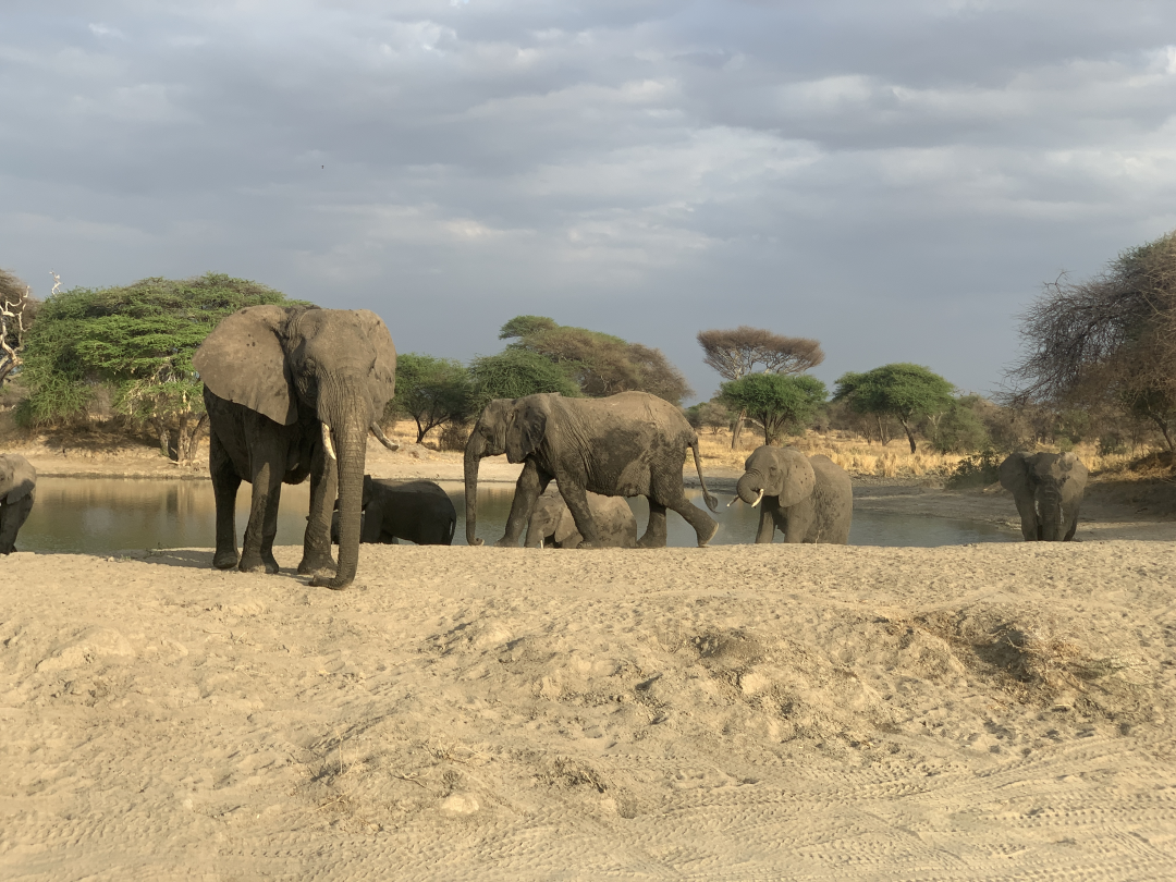 safari słonie BHPEX